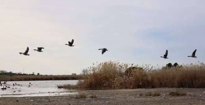 El ser humano es el responsable del 60% de las muertes no naturales de aves