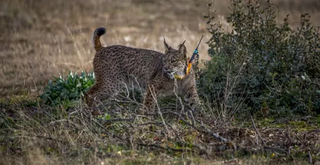 Dos años de cárcel para un cazador que mató a un lince con una escopeta en Badajoz