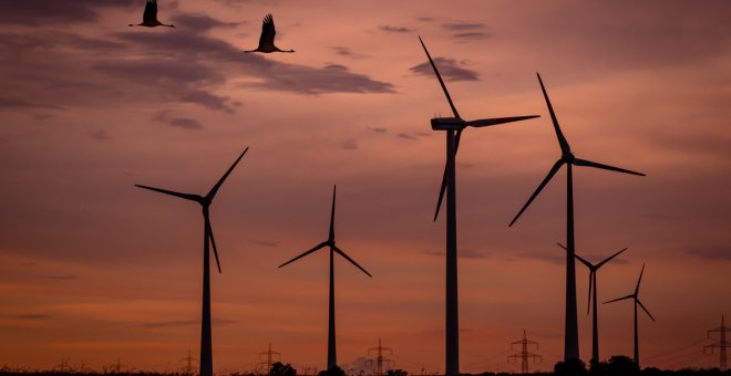 La elevada mortandad de aves abre el debate sobre el daño ambiental de los parques eólicos