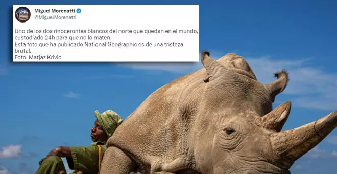 La desoladora imagen de uno de los dos rinocerontes blancos del norte que quedan en el mundo: "Es de una tristeza brutal"