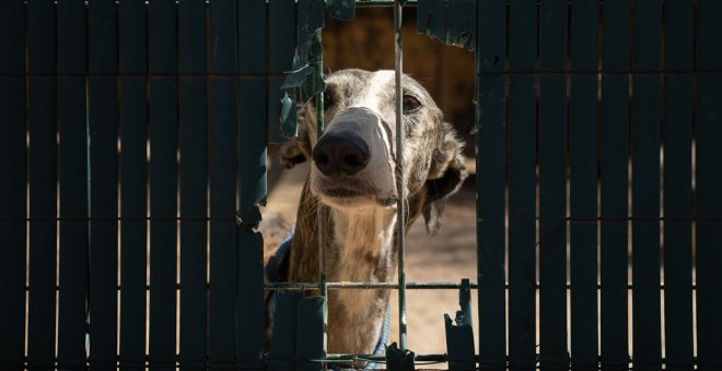 Los animales de compañía en el maltrato a las mujeres: "Es una especie de violencia vicaria"