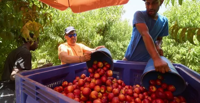 El Gobierno aprueba la contratación de 700 temporeros colombianos para el campo en Lleida y Balears