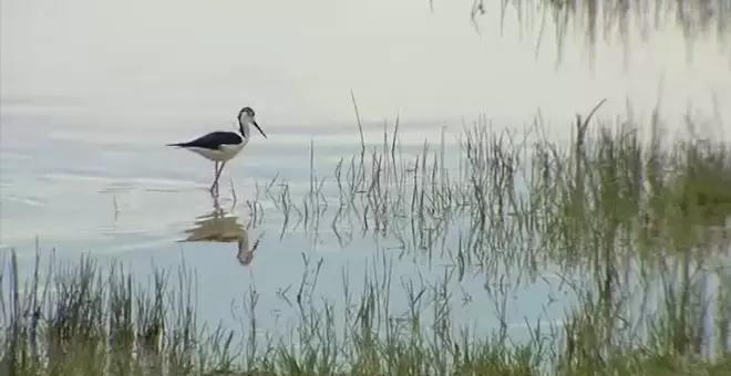 ¿Por qué es tan importante Doñana? Cuatro razones clave para protegerla