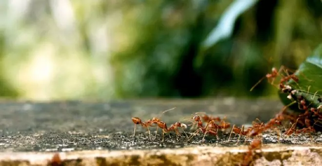 El fin de la sequía según la 'predicción de las hormigas': el bulo climático que la Aemet se ha visto obligada a desmentir