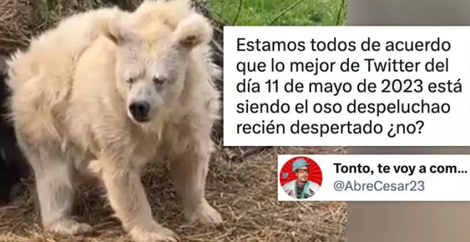 El vídeo de un oso saliendo de hibernar con el que todo Twitter se identifica: "Pues está mejor que yo por las mañanas"