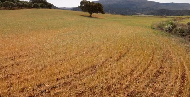 La sequía se ceba con el campo y ya genera pérdidas en el 80% de los cultivos del país