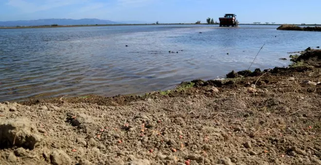 Els regants del Delta de l'Ebre podran culminar el cicle de l'arròs sense restriccions