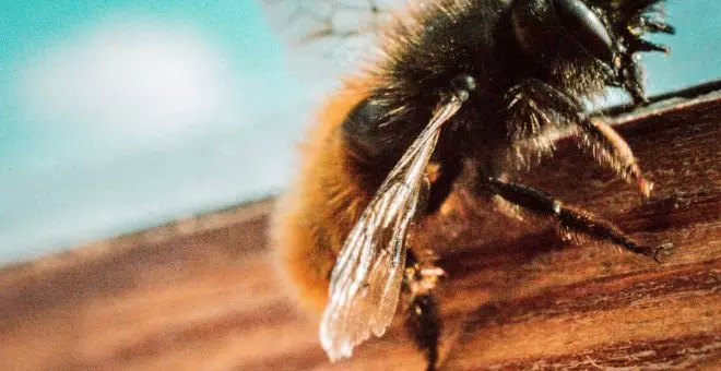 ¿Qué significa soñar con abejas?