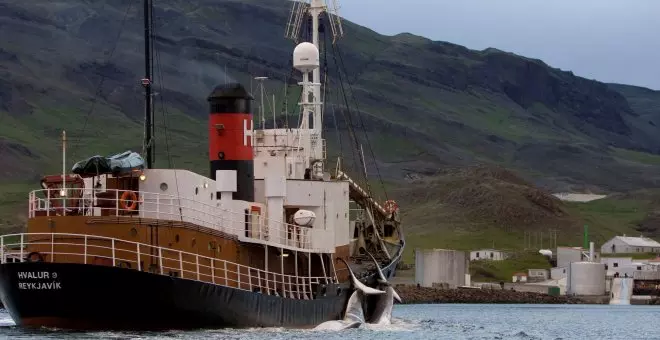 Islandia suspende de forma temporal la caza de ballenas por un informe crítico