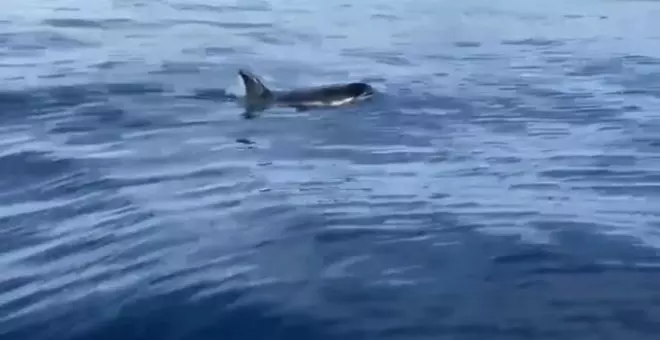 Un pescador de Cádiz no tiene ningún miedo a meterse en el agua con orcas y jugar con ellas