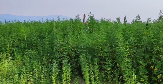 Toneladas de cáñamo en la zona de cultivo de tabaco en Extremadura, donde Vox gestionará el mundo rural