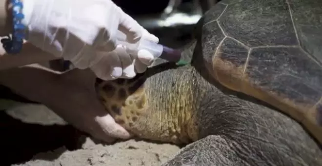 El aumento de la temperatura está influyendo en la reproducción de las tortugas marinas que desovan en nuestra costa