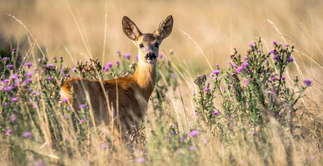 Proteger los herbívoros salvajes para prevenir los incendios