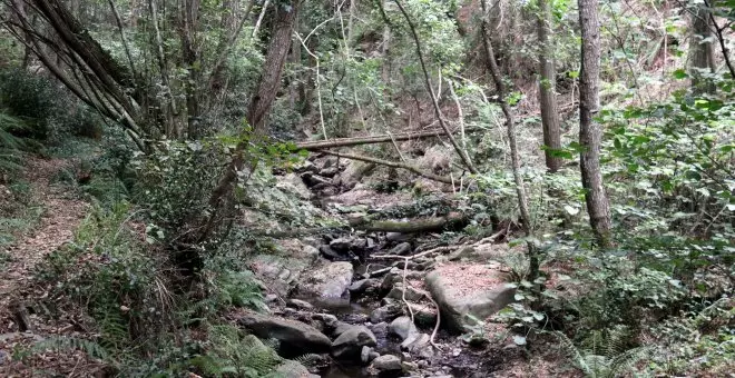 El massís del Montseny pateix amb força els efectes d'una sequera "inèdita"