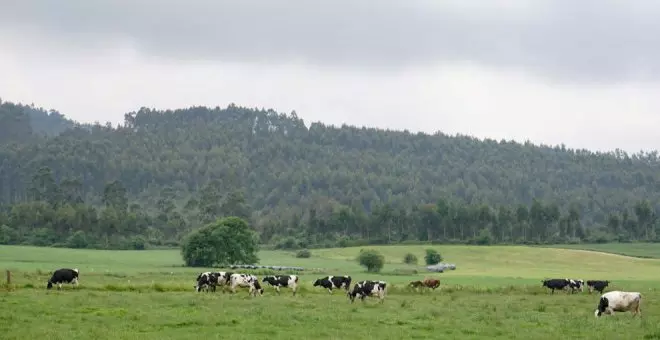 Cantabria pide a los ganaderos extremar precauciones ante los casos de enfermedad hemorrágica epizoótica