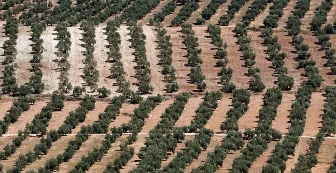 El aceite de oliva atrae el interés de los fondos por la subida de precios