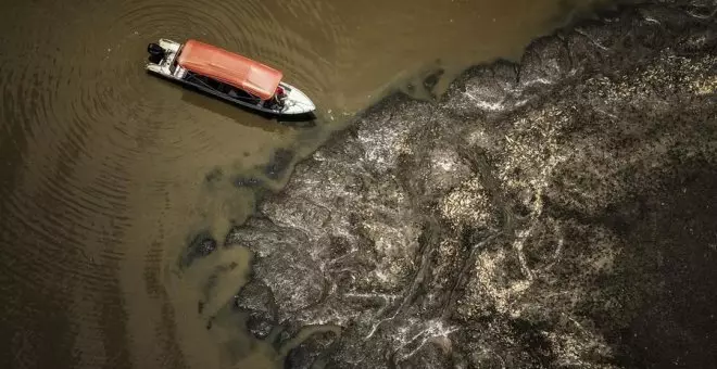 La sequía y las altas temperaturas de la Amazonia brasileña provocan la muerte de un centenar de delfines de río