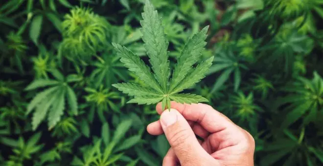 Empresarios de la fresa de Lepe entran en la industria del cannabis medicinal