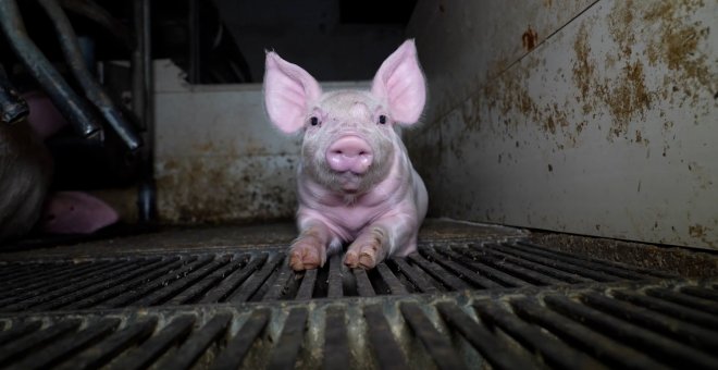 El maltrato de cerdos en una granja ubicada en Quintanilla del Coco, Burgos