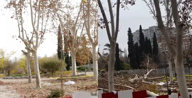 El arboricidio de Almeida y Ayuso toma forma: el antes y el después de la tala masiva en Madrid Río