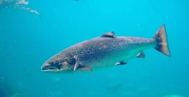 La temporada de pesca del salmón y la trucha comenzará el 31 de marzo en todos los ríos cántabros