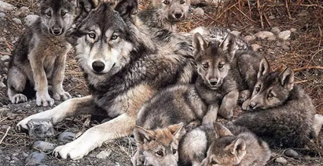 El PP insta al Estado a actualizar el censo de lobos y que la especie deje de estar protegida