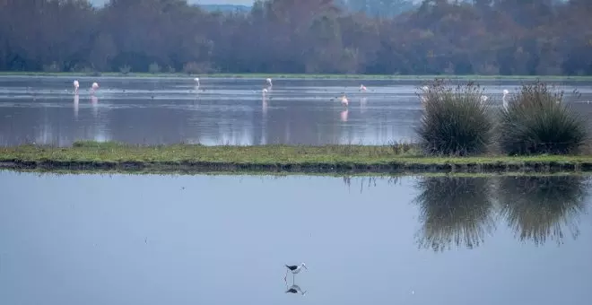 El año en que Doñana quedó al borde del abismo