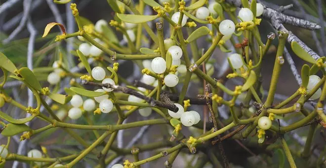 El muérdago, una planta navideña nociva para árboles y personas que abre una vía para tratar el cáncer