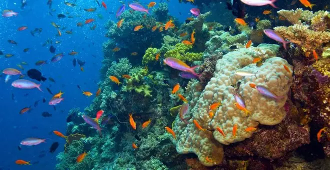 Defendamos la Gran Barrera de Coral, el ser vivo más grande del mundo