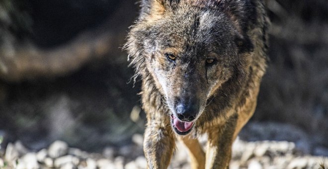 La endogamia amenaza al lobo ibérico