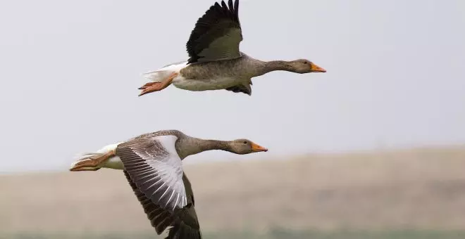 La caída del ánsar, el emblema de Doñana