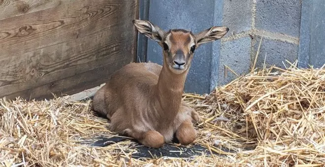 Neix al Zoo de Barcelona una gasela dama mohor, una espècie en perill d'extinció