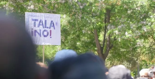 Investigan a los gobiernos de Almeida y Ayuso por la tala de árboles centenarios en Madrid