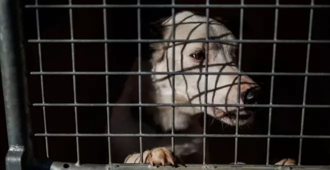 Investigación por maltrato en el centro de atención animal de Sevilla: "No son casos aislados"