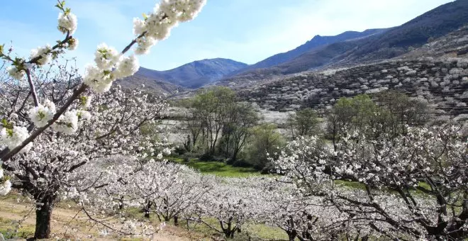 Cerezos en flor: Así se celebra la floración en el Valle del Jerte