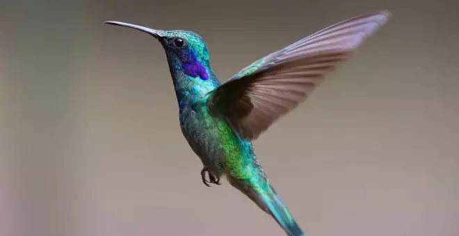 Los colibríes en peligro de extinción por culpa de la brujería