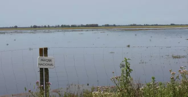 Doñana continúa en peligro pese a la mejora temporal tras las últimas lluvias