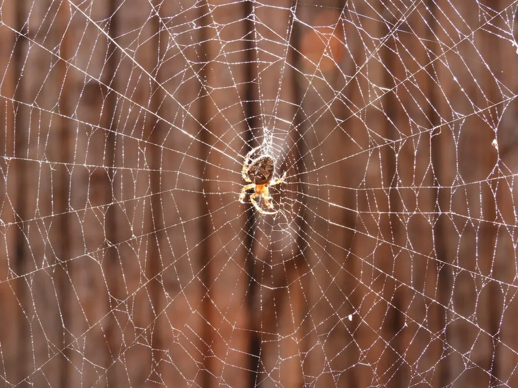 Telaraña