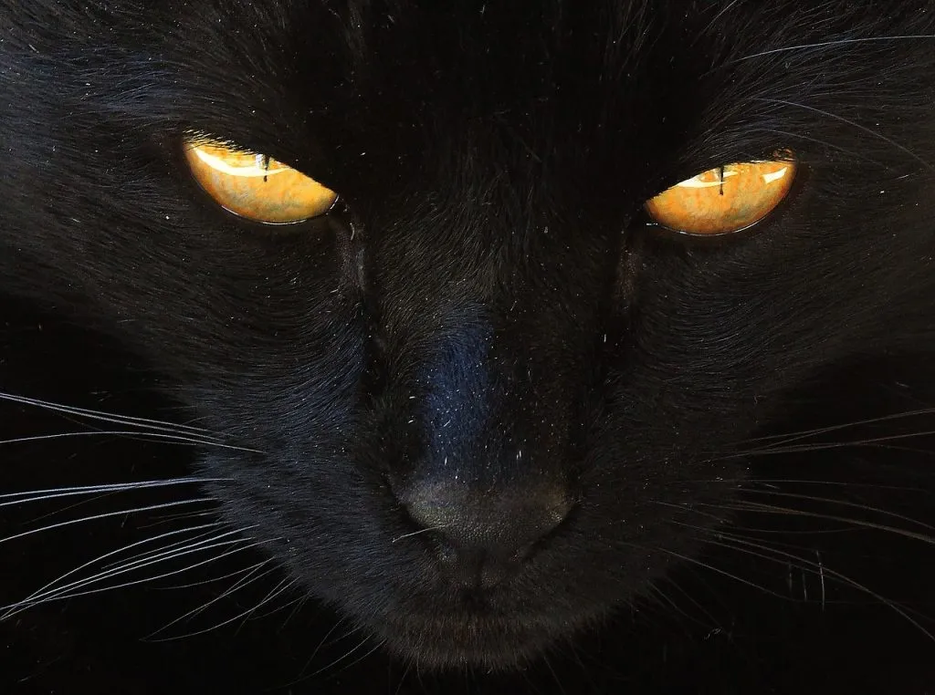 Gato negro