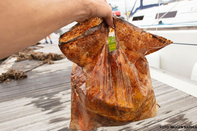 Bolsa de plástico biodegradable sumergida tres años en el puerto de Plymouth. / FOTO: IMOGEN NAPPER