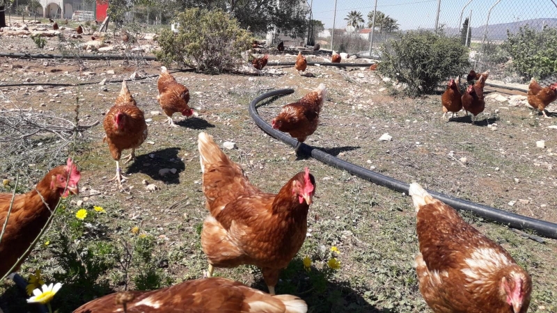 Imagen de la explotación de huevos ecológicos de Susana, en Murcia. — CEDIDA