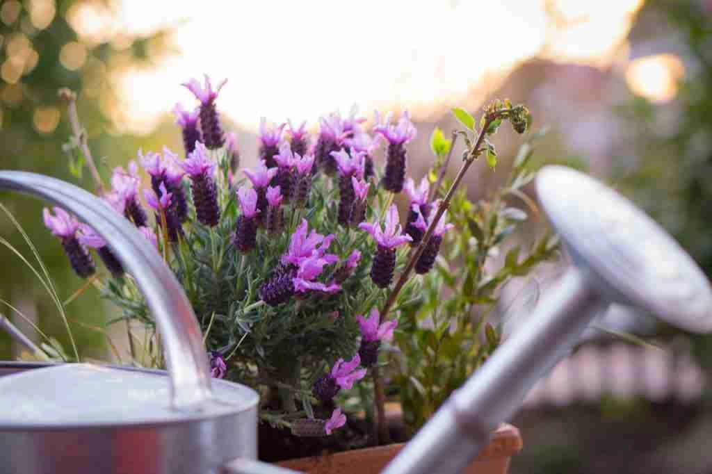 Lavanda