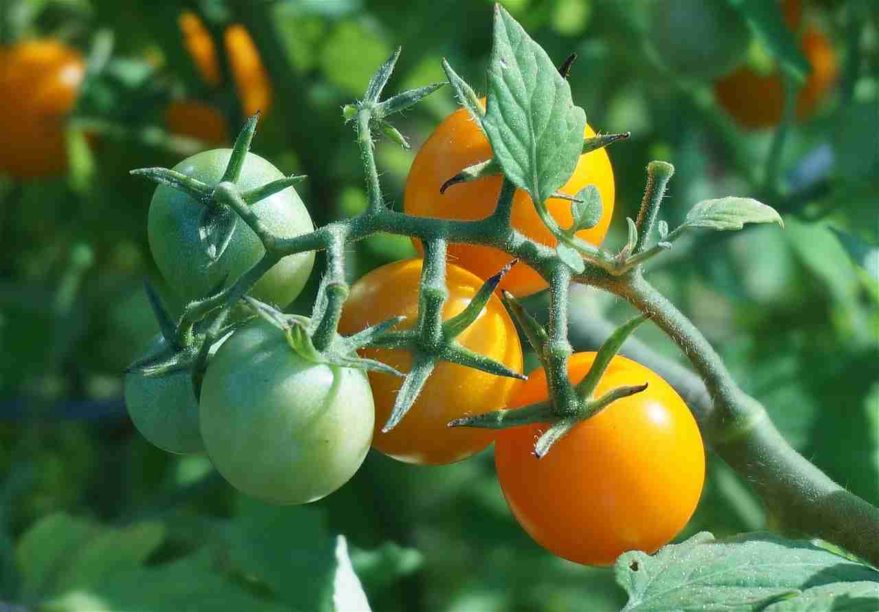 alfombra Diálogo prosa Trucos para cultivar tomates cherry en casa