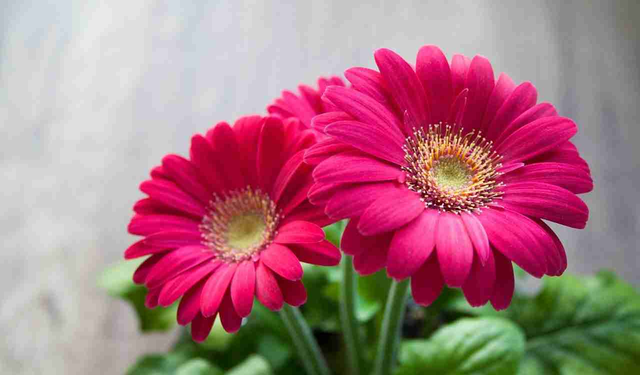 6 flores silvestres fáciles de cultivar en casa