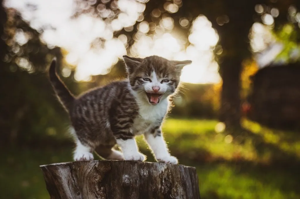 agresividad de gato