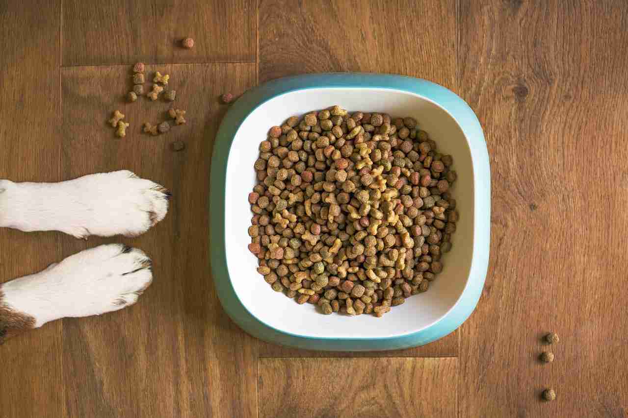 La importancia de la alimentación en los perros