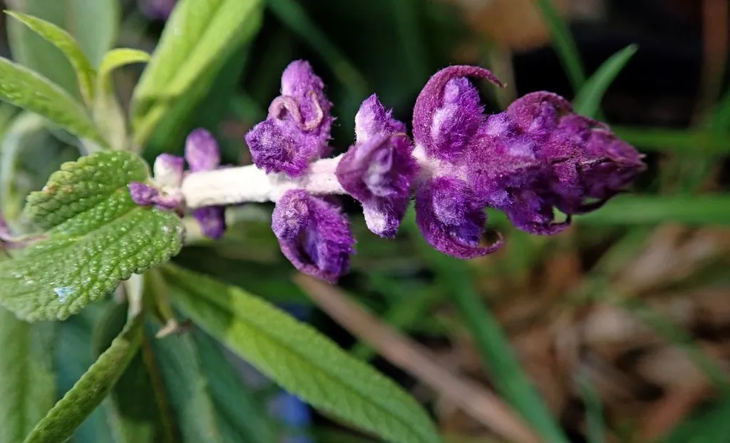 salvia