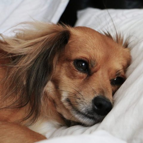 Perro en la cama (cómo eliminar las pulgas)