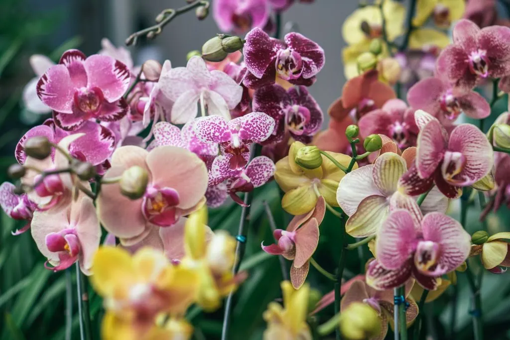 Macetas con orquídeas