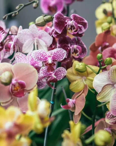 Macetas con orquídeas